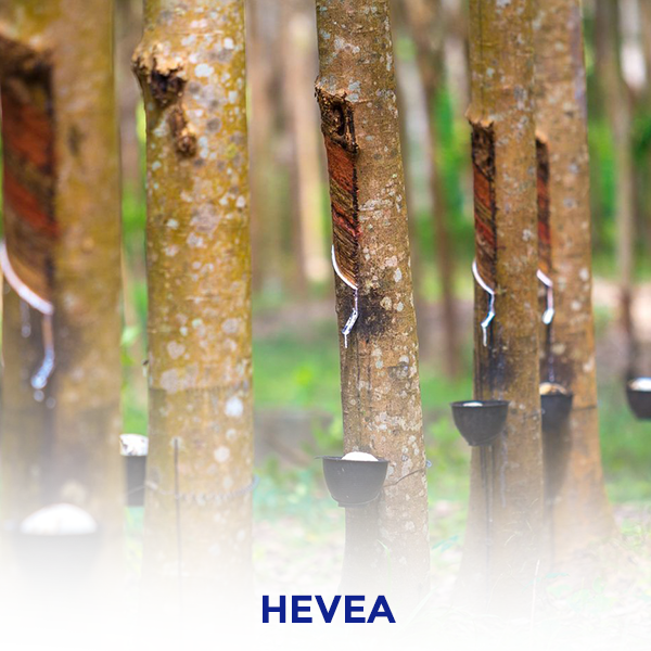 Hévéa
