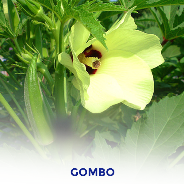 Gombo