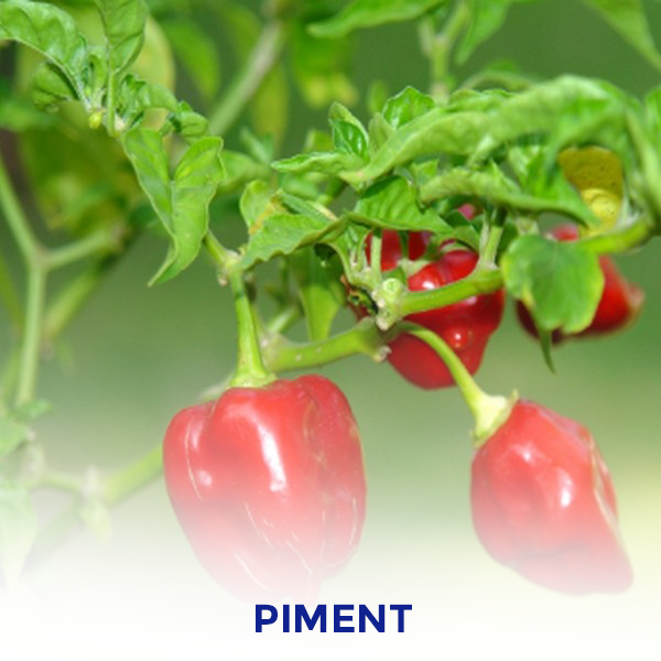Piment